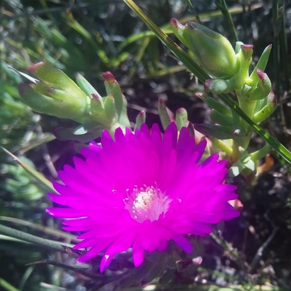 Lampranthus lavisii