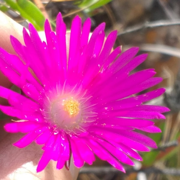 Lampranthus