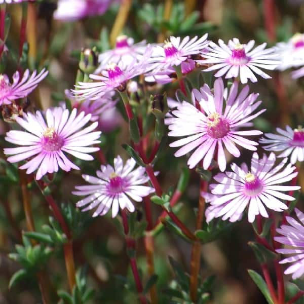 Lampranthus leptaleon
