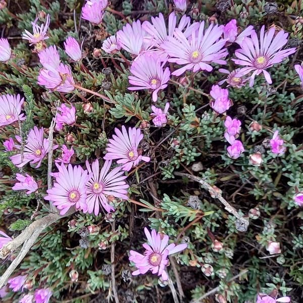 Lampranthus peacockiae