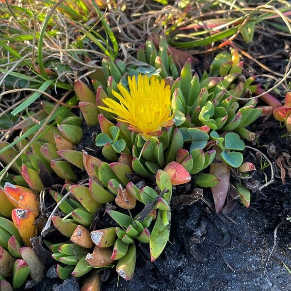 Lampranthus reptans