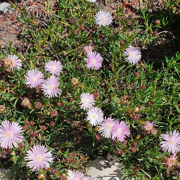 Lampranthus spectabilis