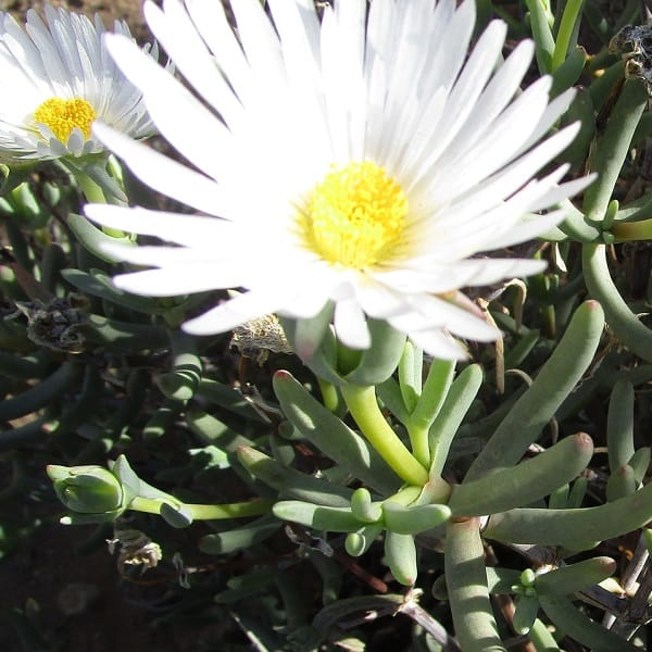 Lampranthus watermeyeri