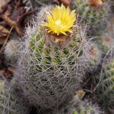 Parodia columnaris