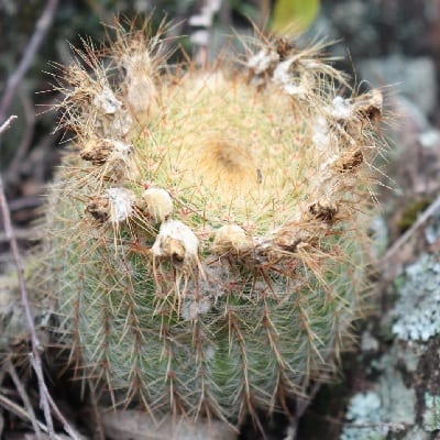 Parodia neobuenekeri