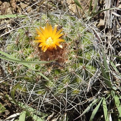 Parodia prestoensis