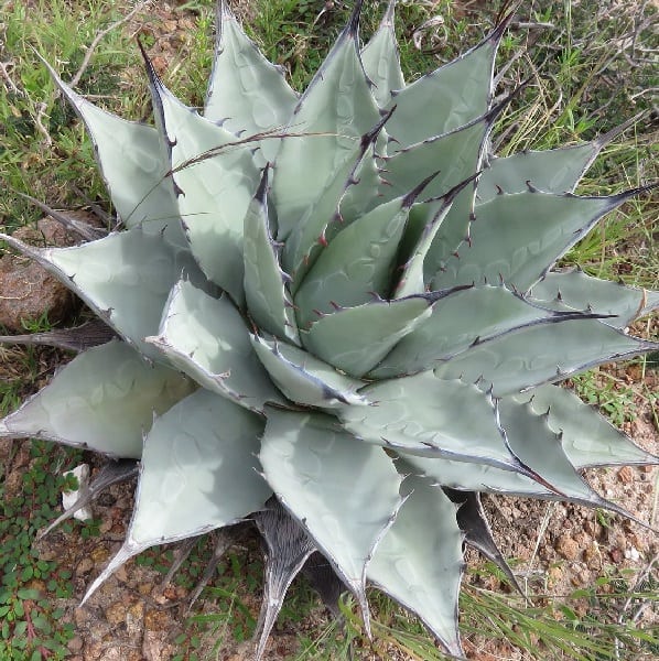 Agave applanata