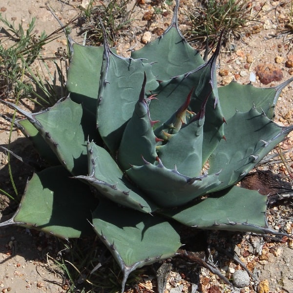 Agave