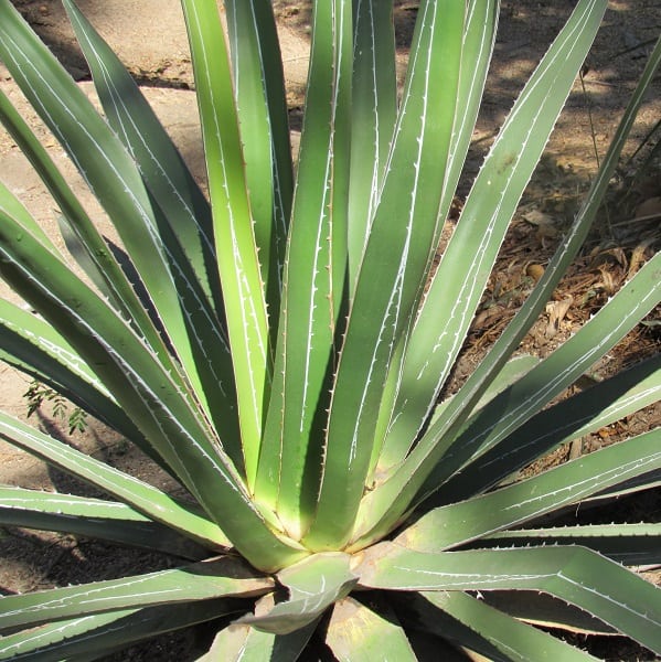 Agave impressa