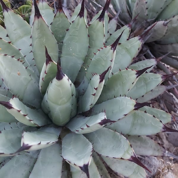 Agave macroacantha