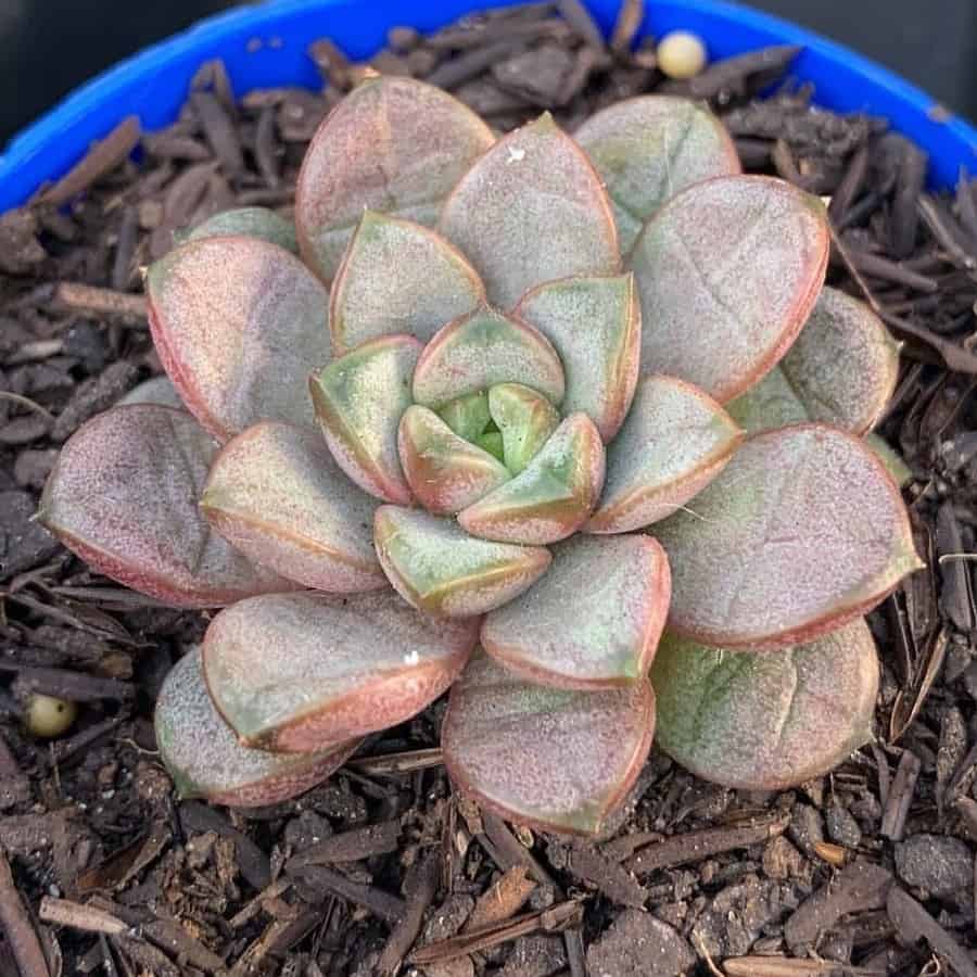 Graptoveria Amethorum