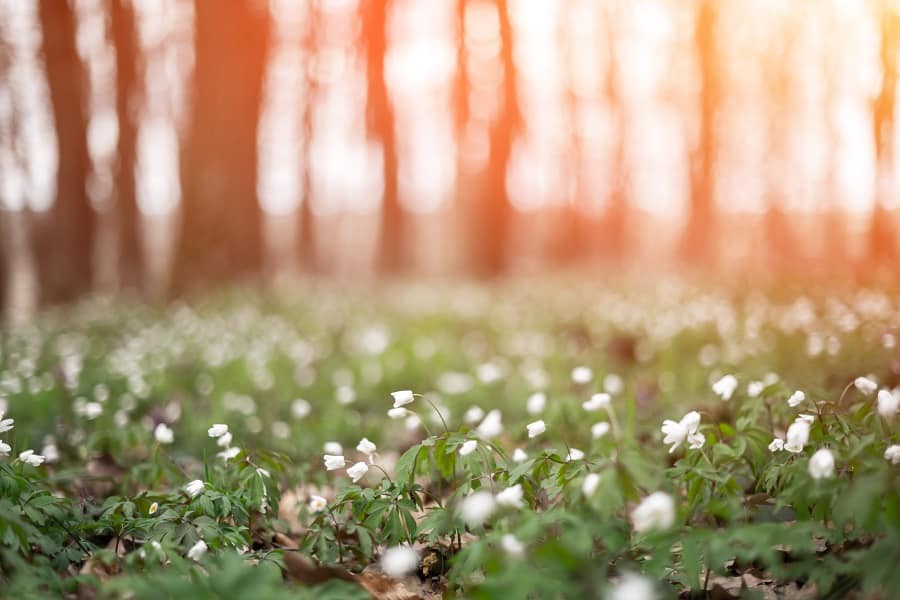 15 Plants That Grow Well Under Pine Trees Succulent Alley