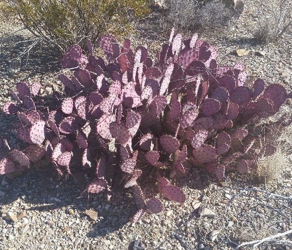 Opuntia azurea