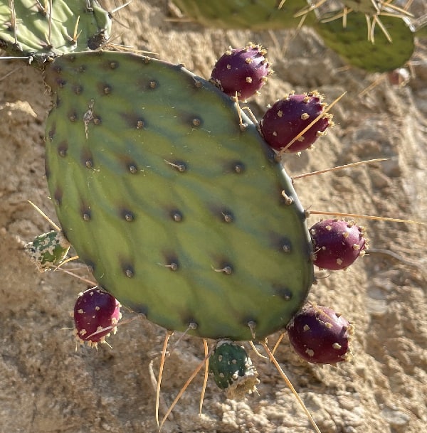 Opuntia bravoana