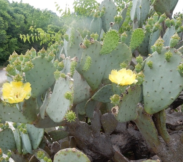 Opuntia cacanapa