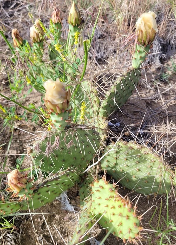 Opuntia cymochila