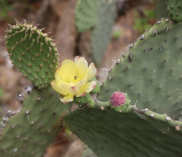 Opuntia