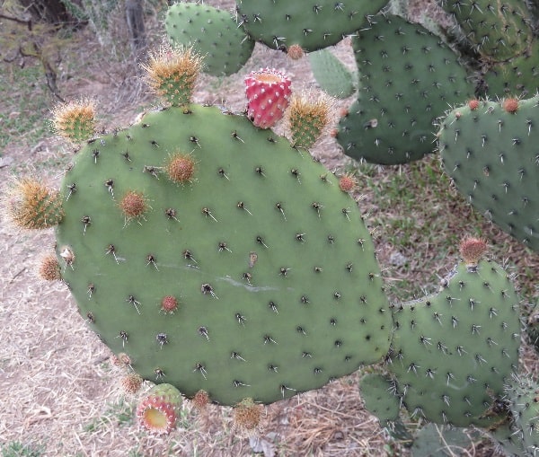 Opuntia joconostle