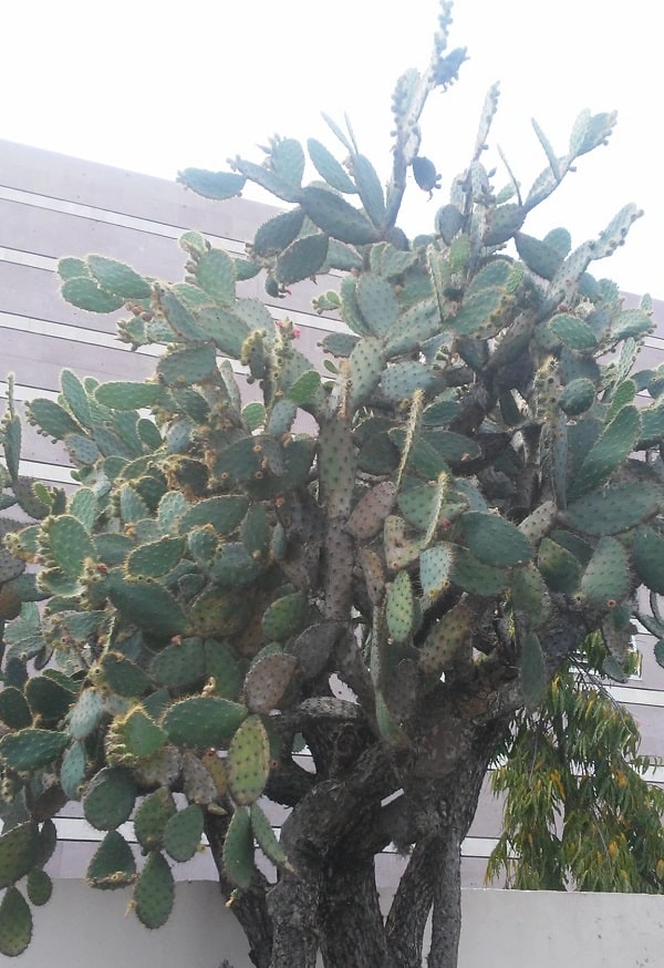 Opuntia lutea