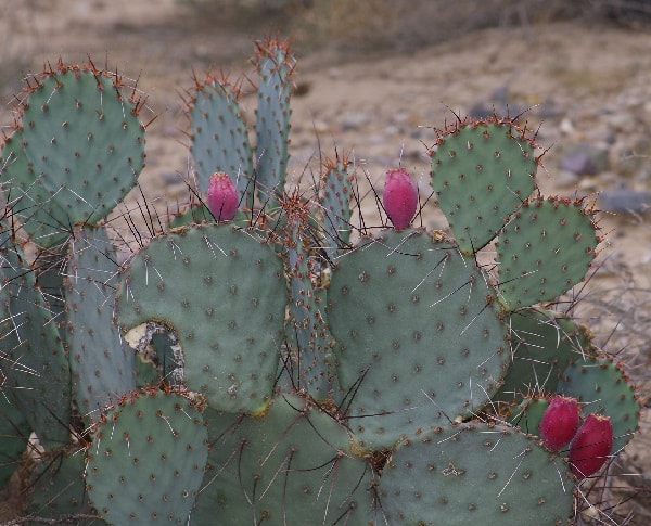 Opuntia macrocentra