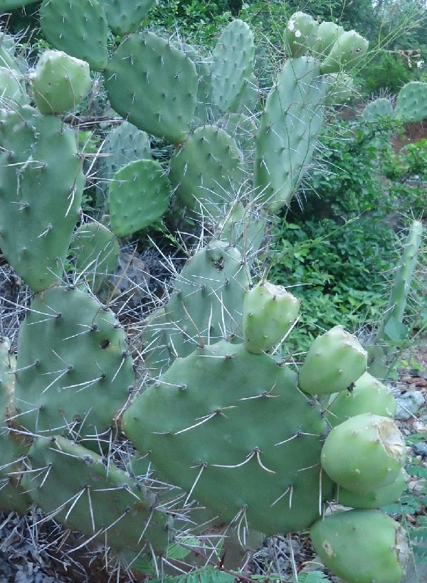 Opuntia olmeca