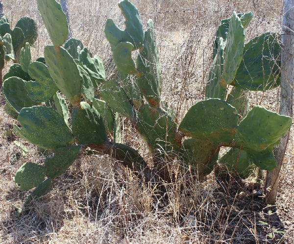 Opuntia undulata