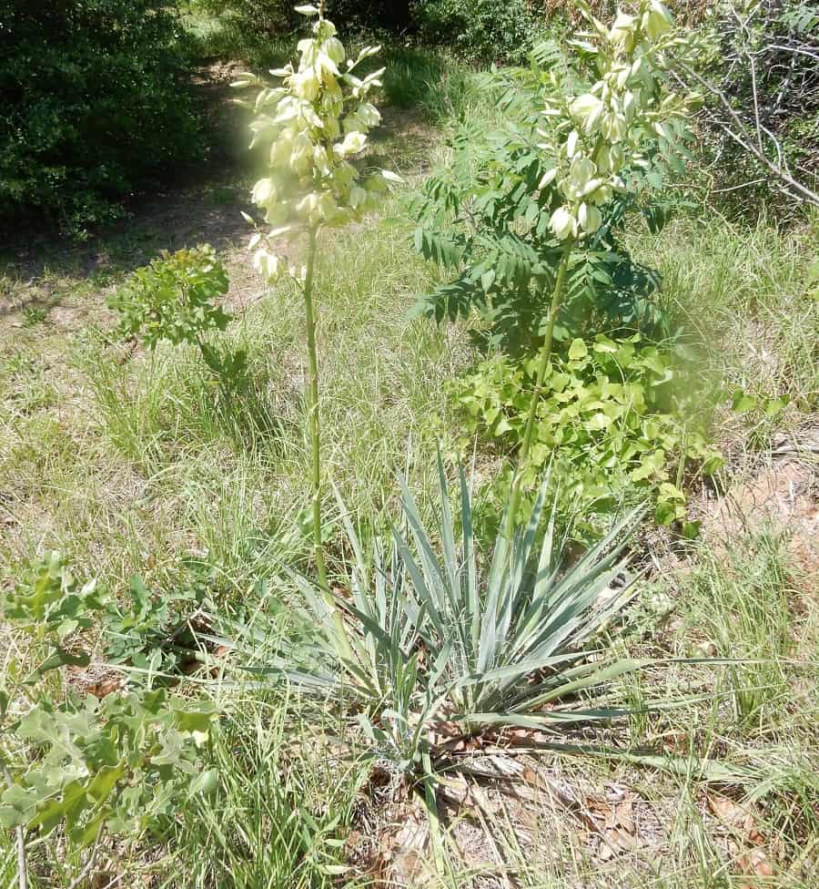 Yucca necopina