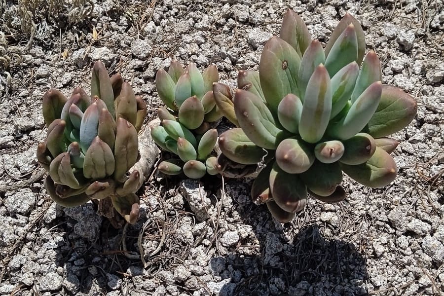 Pachyphytum hookeri