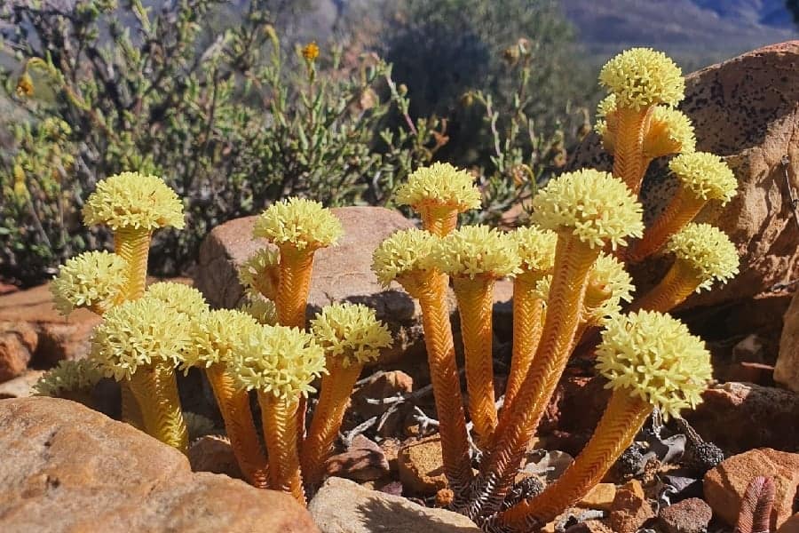 Crassula pyramidalis