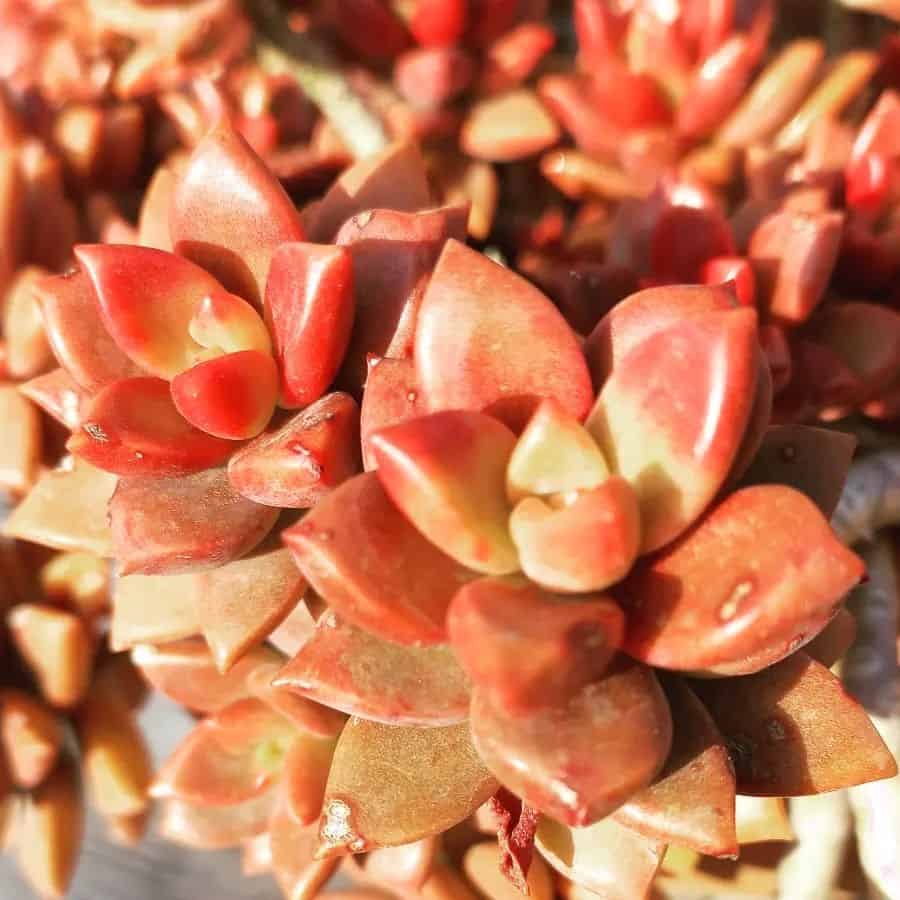 Graptosedum ‘California Sunset’