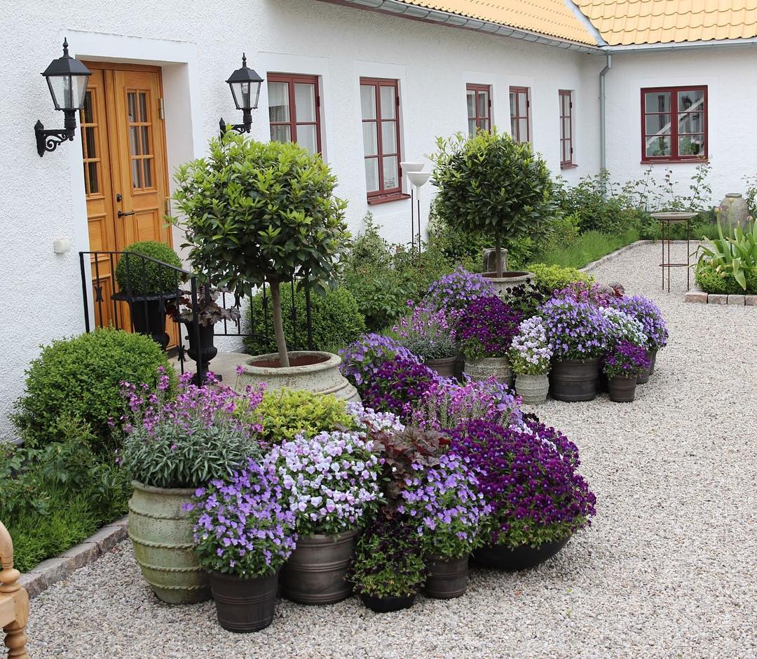 Tipos de plantas ornamentales Succulent Avenue