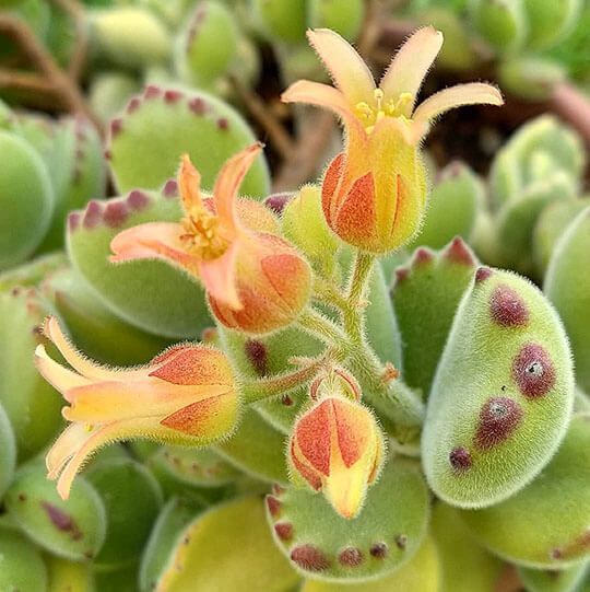 Cotyledon Tomentosa (Bear's Paw Succulent) Care Guide