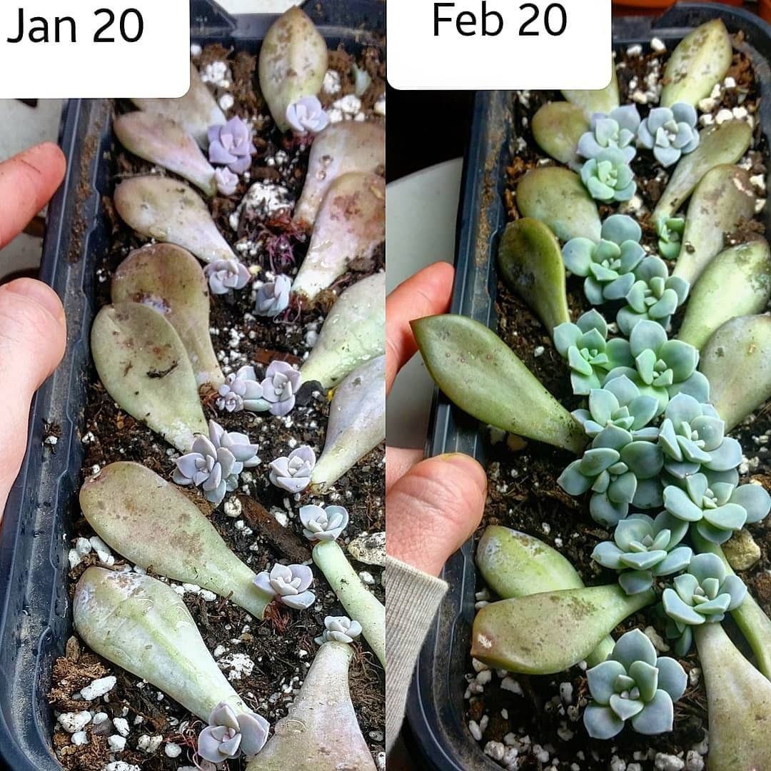How to Propagate Succulents Successfully Succulent City