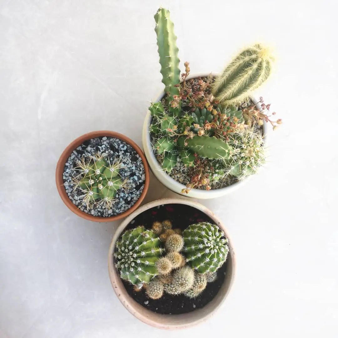 How Fast Do Cacti Grow? Succulent City