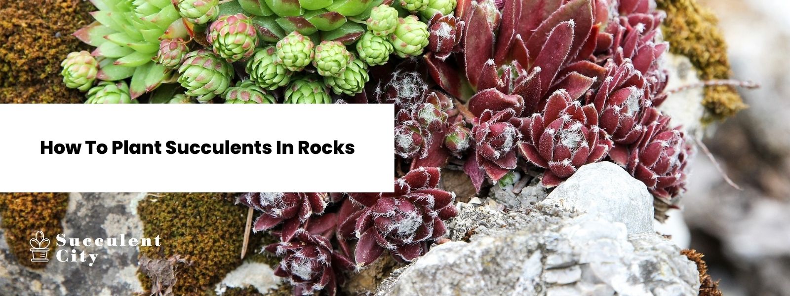 How To Plant Succulents In Pots Succulent City