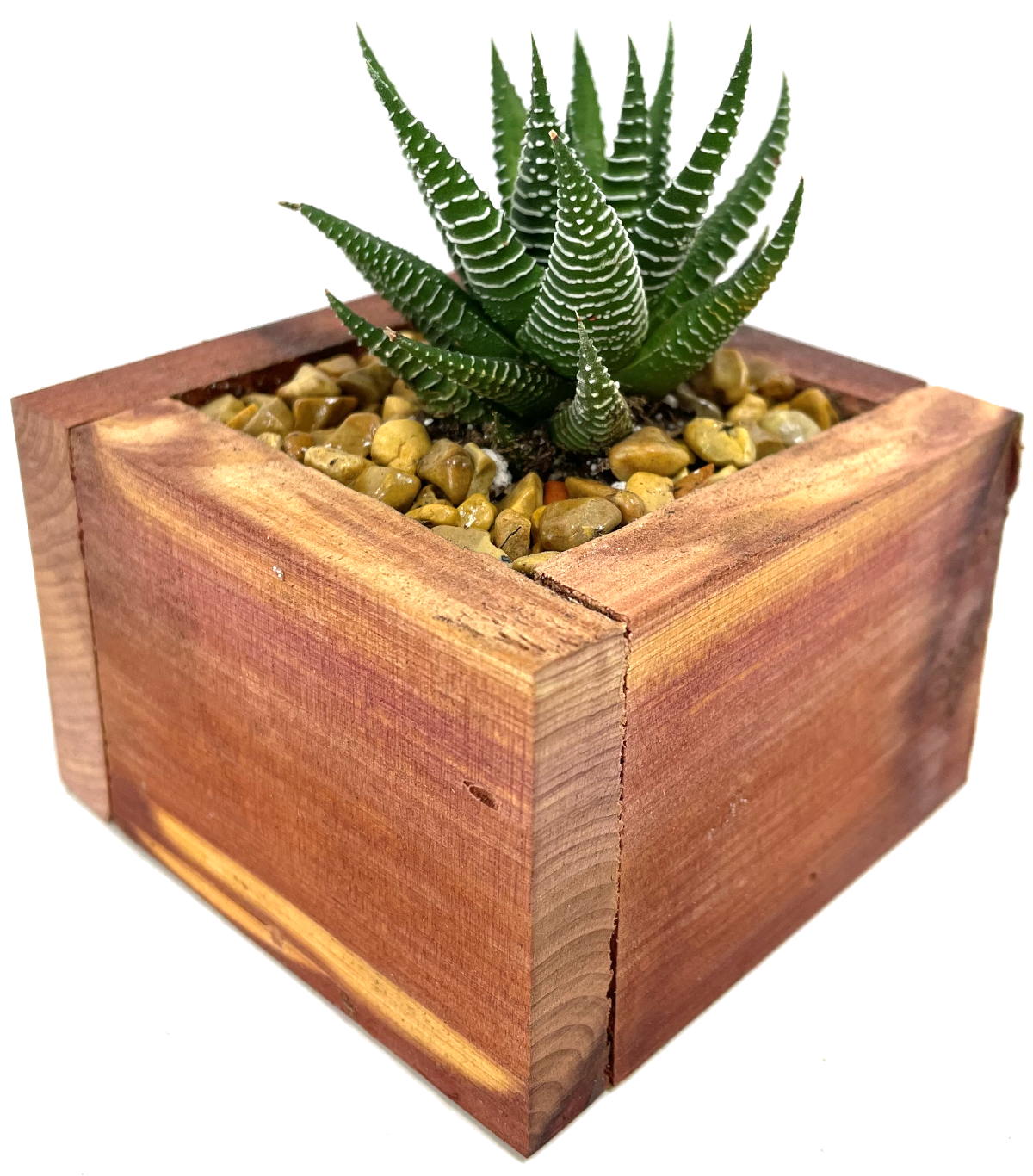 Mini Cedar Box Succulent Garden Gifts