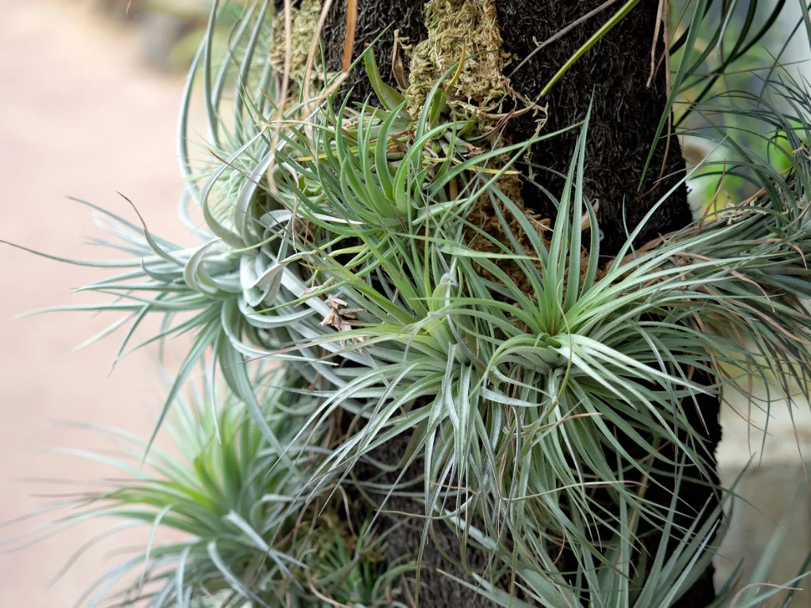 Air Fern Care Tips Succulent Garden Tips