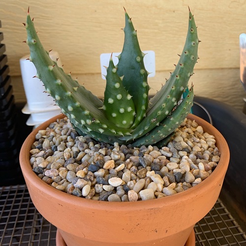 19 Succulents that Look Like Aloe Succulent Garden Web