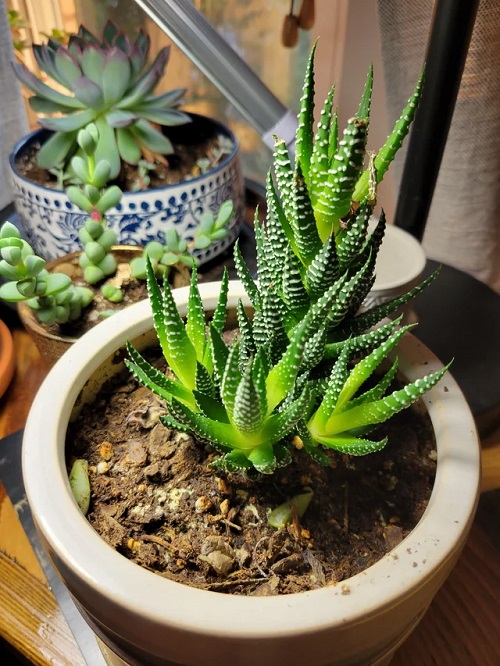 19 Succulents that Look Like Aloe Succulent Garden Web