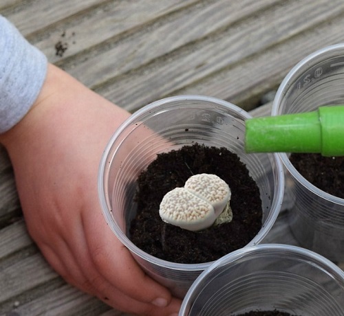 How Much Water Should Be Given