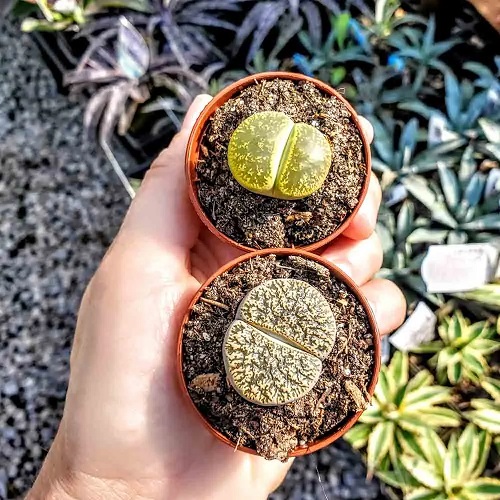 Succulents That Look Like Lips