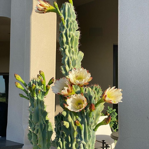 Peruvian Apple Cactus Care