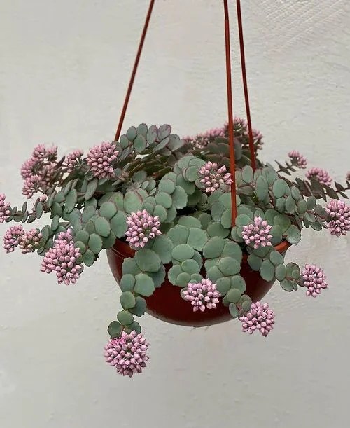 Sedum sieboldii Succulents