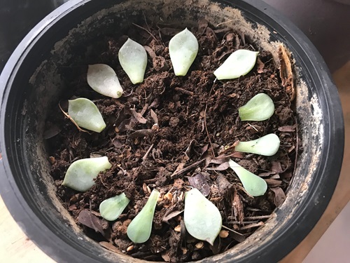 Not Using the Right Propagation Medium