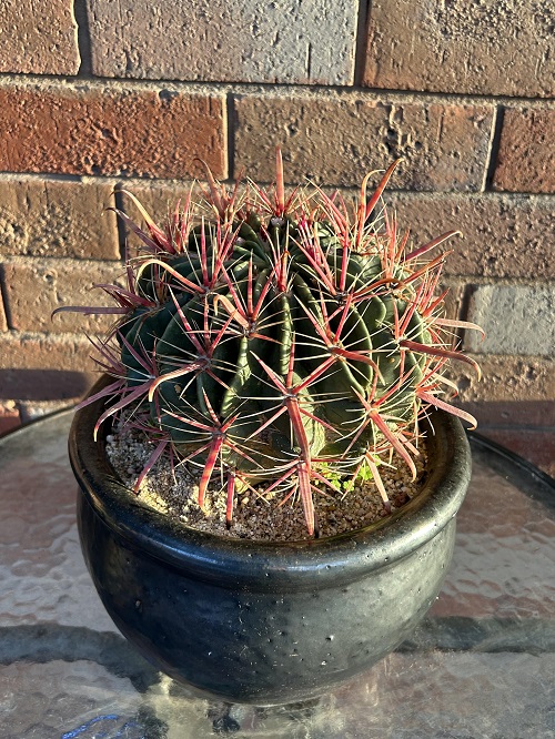 Cacti With the Biggest Spines 3
