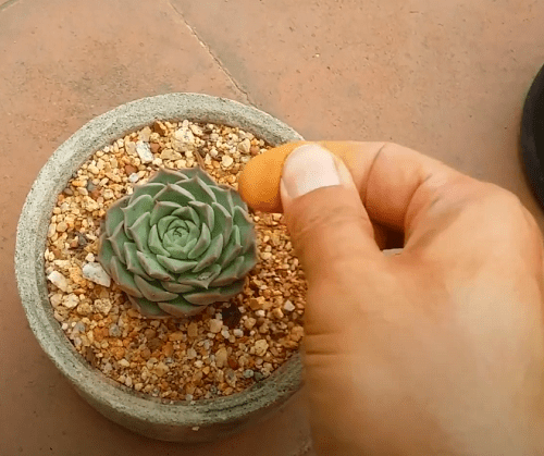 Cinnamon on Succulent Cuts 5