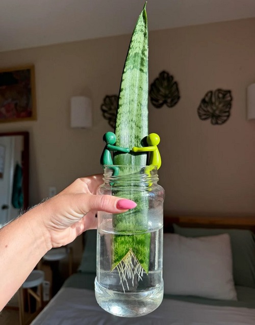 Glass Jar Trick to Grow Snake Plant Roots Twice as Fast in Water!