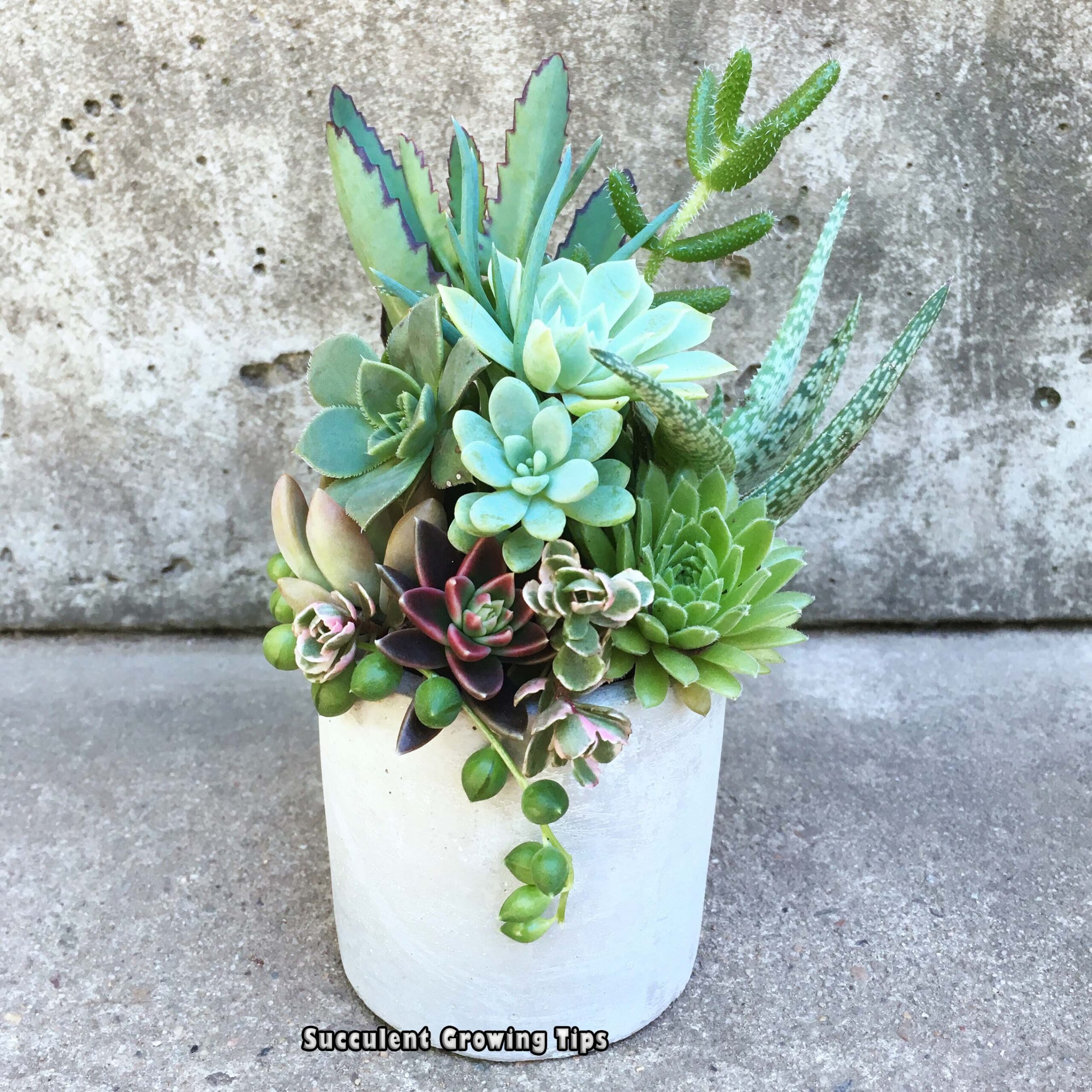 Do Succulents Need Drainage? Succulent Growing Tips