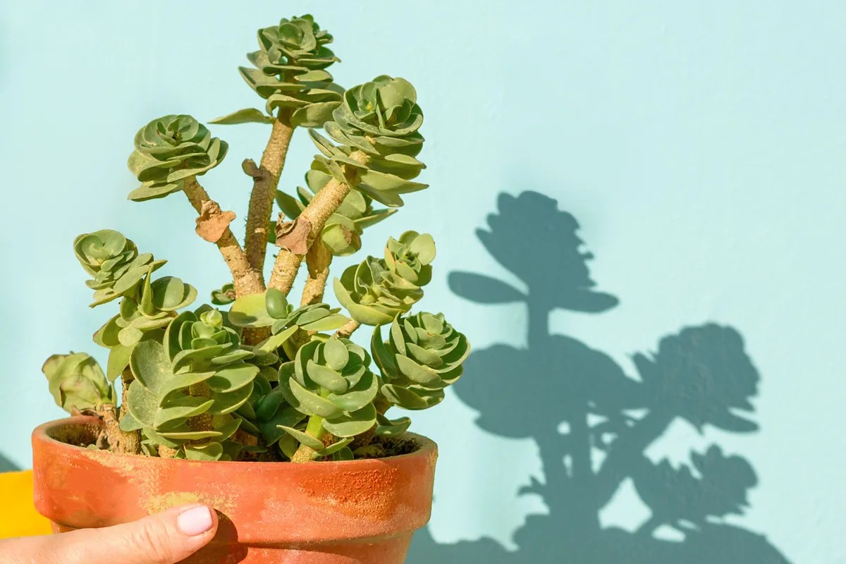 How To Care For Petal Leaf Succulent (Portulaca Molokiniensis)
