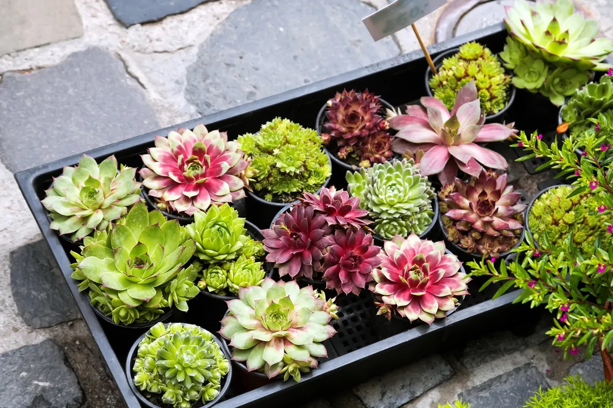 Do Succulents Need Sunlight? And How Long For?